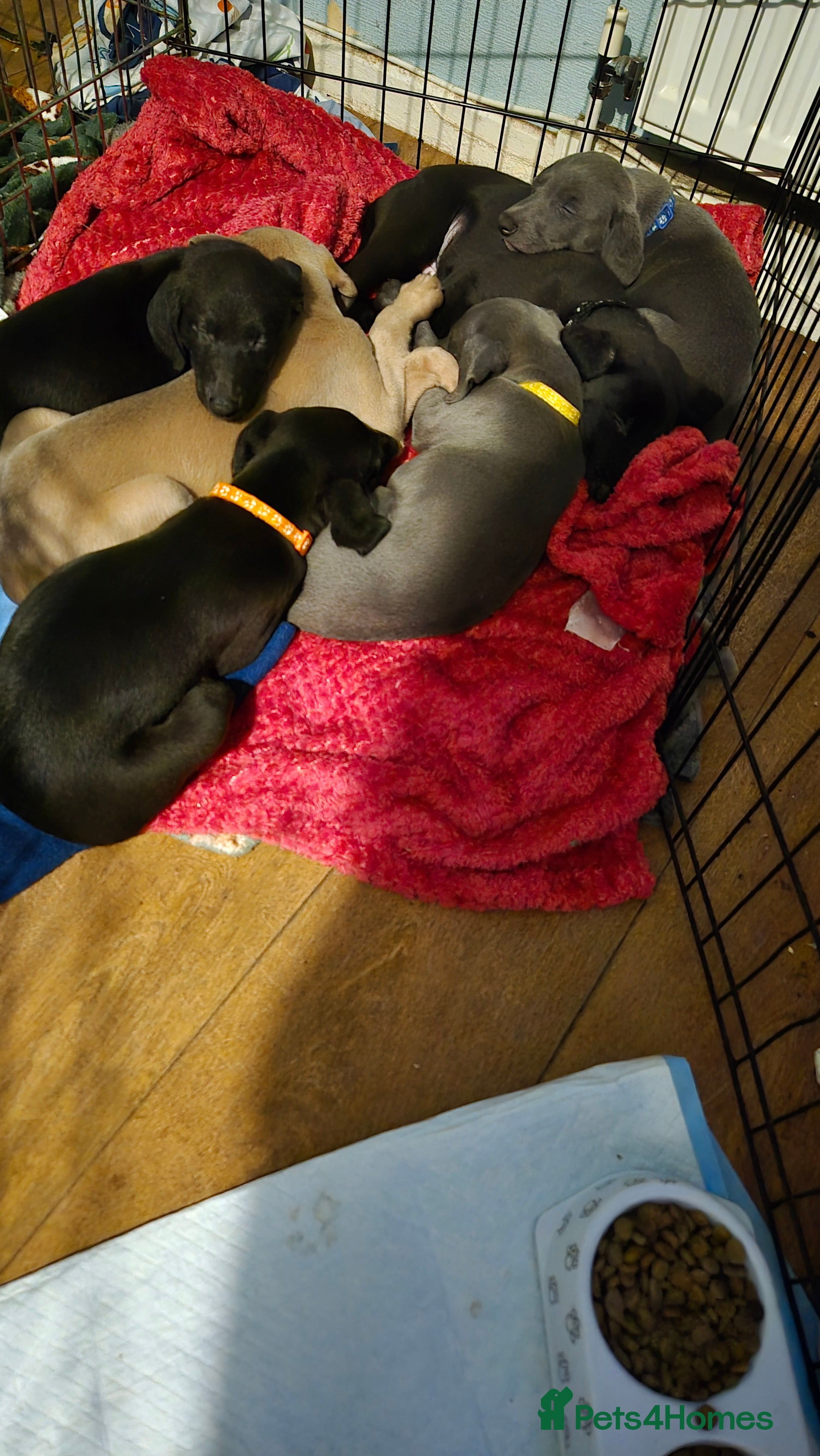 Mixed Breed dogs Greyhound lurcher cross - Advert 16