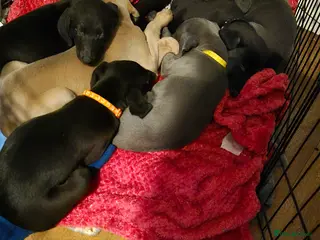 Mixed Breed dogs Greyhound lurcher cross - Advert 5