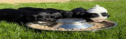 Cocker Spaniel dogs for sale: Game Keeper Bred Working Cocker Spaniel Puppies - Advert 1