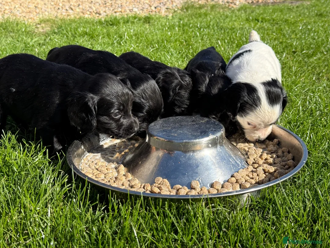 Cocker Spaniel dogs for sale: Game Keeper Bred Working Cocker Spaniel Puppies - Advert 1