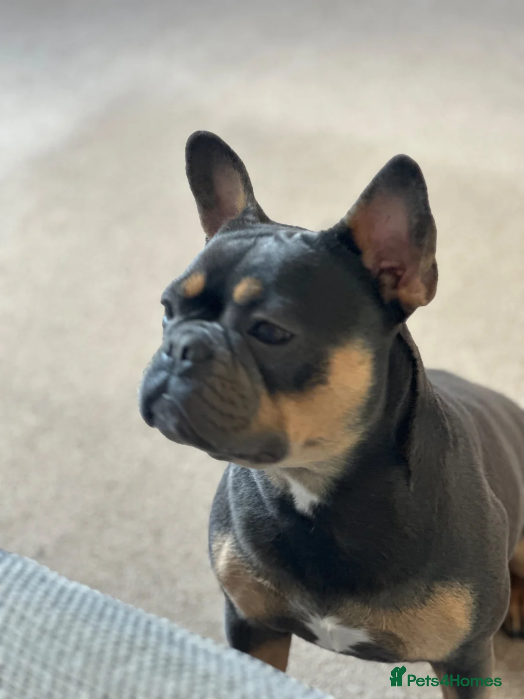 French Bulldog dogs for adoption: Blue and tan French bulldog female  - Advert 7