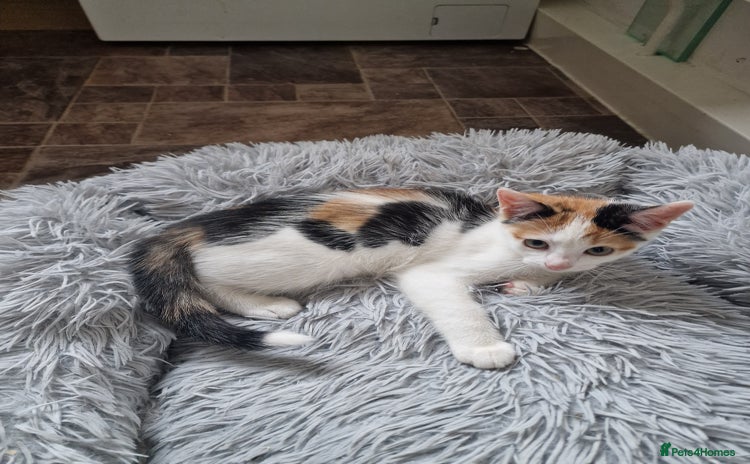 Mixed Breed cats - Advert 3