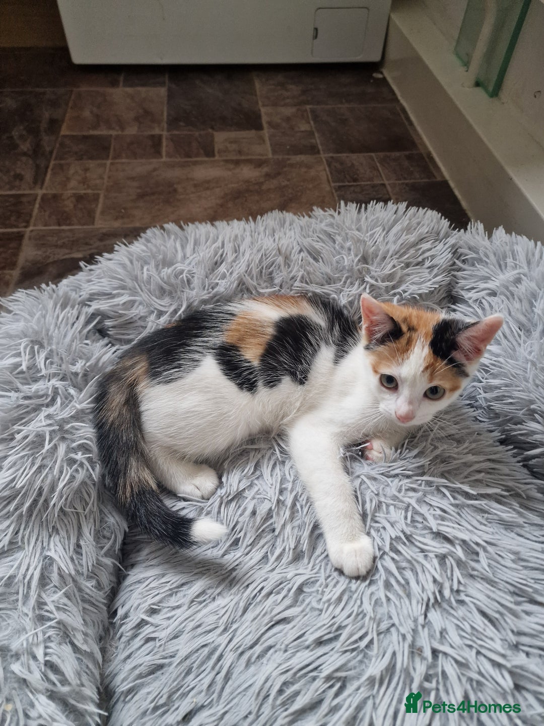 Mixed Breed cats for sale: Kittens - Image 1
