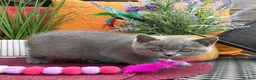 British Shorthair cats for sale: British Shorthairs**READY NOW** - Advert 19