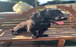 Cocker Spaniel dogs for sale: Super strong Kc registered working cocker spaniel  - Image 4