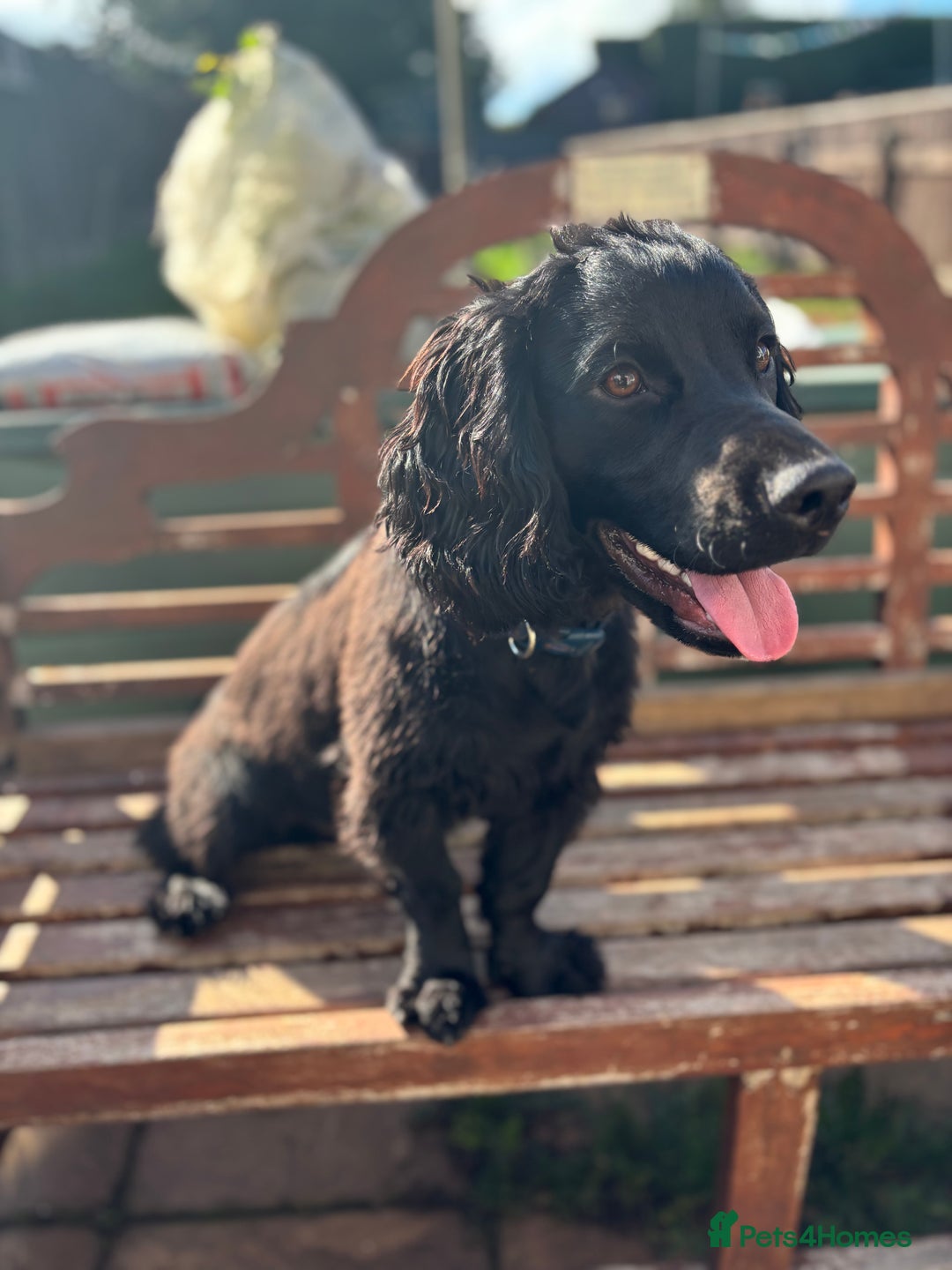 Cocker Spaniel dogs for sale: Super strong Kc registered working cocker spaniel  - Image 4