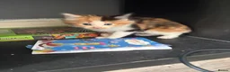 Mixed Breed cats for sale: Beautiful Tabby Cross Ragdoll Kittens  - Advert 7