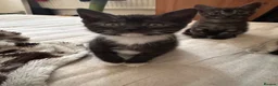 Mixed Breed cats for sale: Beautiful playful loving kittens  - Advert 9