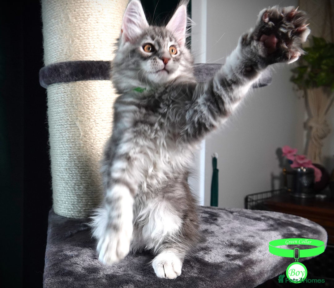 Maine Coon cats for sale: STUNNING XL PEDIGREE MAINE COON KITTENS - Image 6