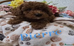 Toy Poodle dogs for sale: Kc reg deep red toy poodle council licensed  - Image 15