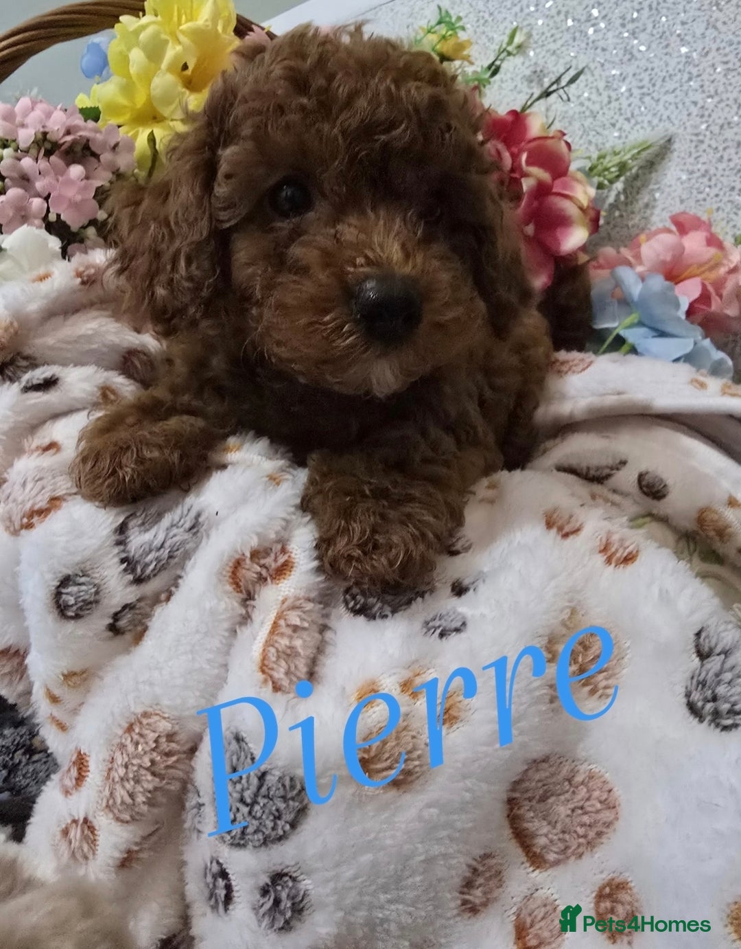 Toy Poodle dogs for sale: Kc reg deep red toy poodle council licensed  - Image 15