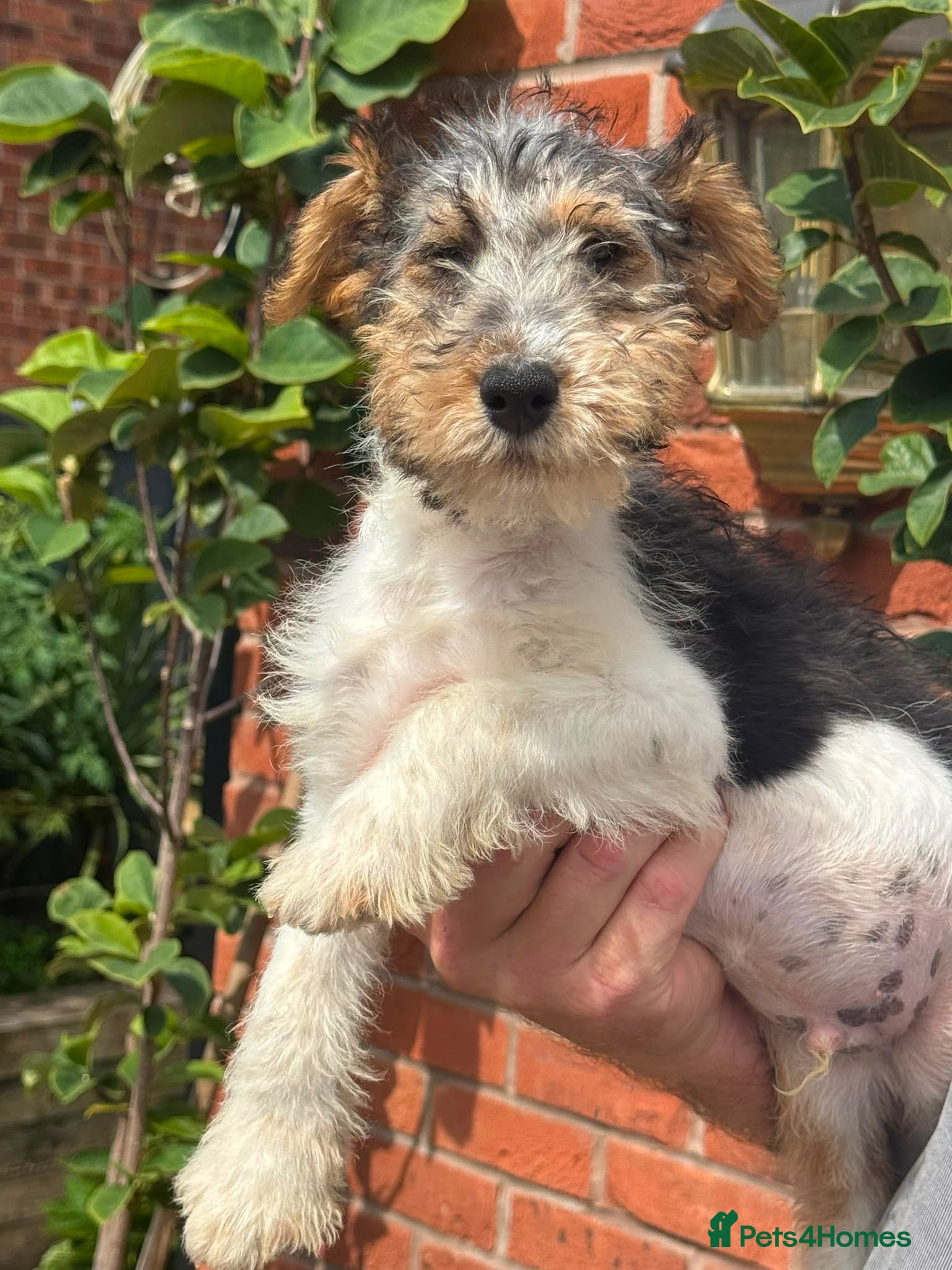 Fox Terrier dogs Wired Fox Terrier Boy pups  - Advert 17