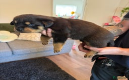 Rottweiler dogs for sale: Rottweiler puppies  - Image 16