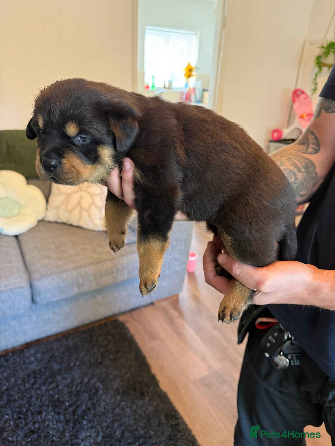 Rottweiler dogs for sale: Rottweiler puppies  - Image 16