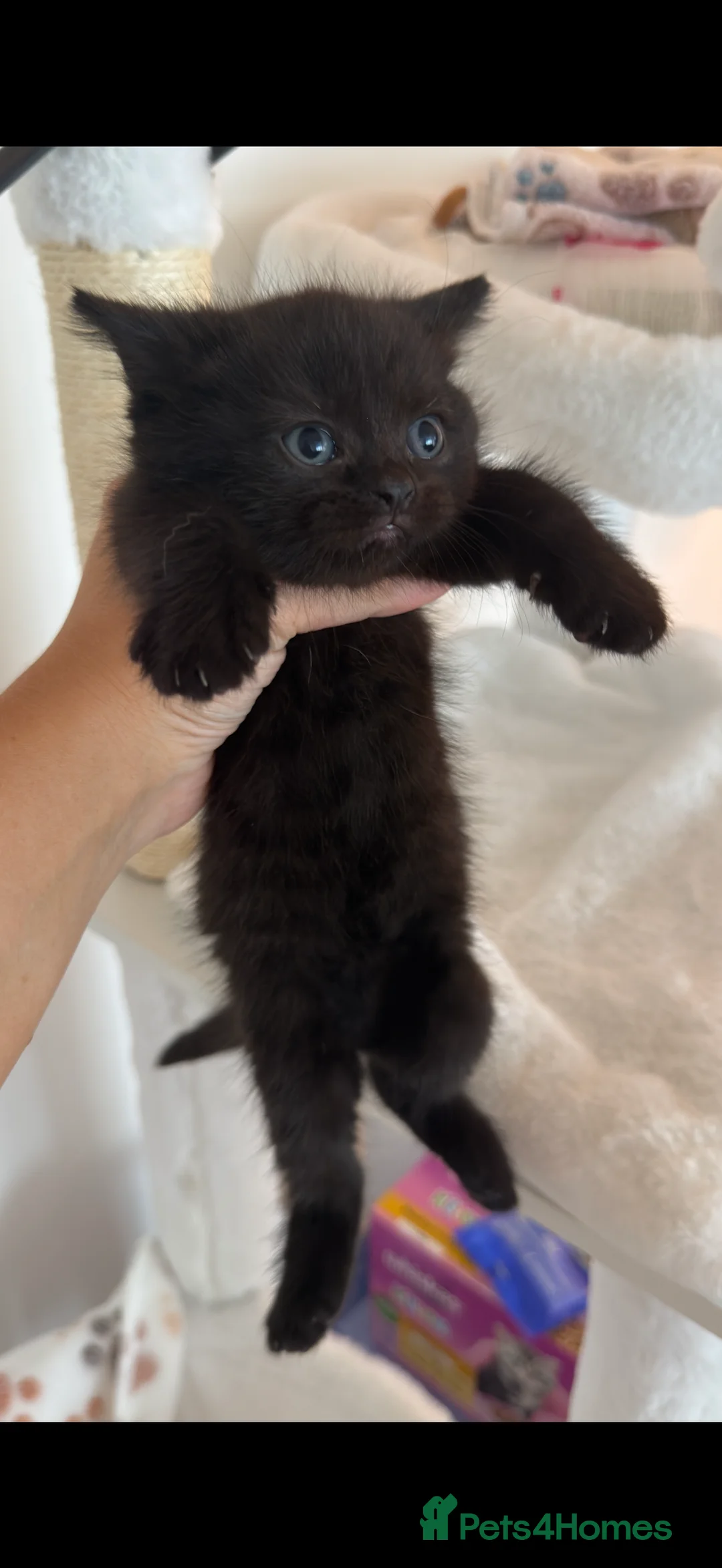 British Shorthair cats for sale: British short hairs  - Advert 2