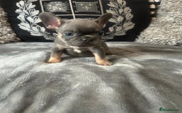 French Bulldog dogs for sale: French bulldog puppies solid blues lilac tans  - Image 11