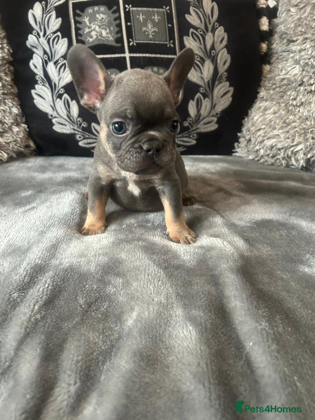 French Bulldog dogs for sale: French bulldog puppies solid blues lilac tans  - Image 11