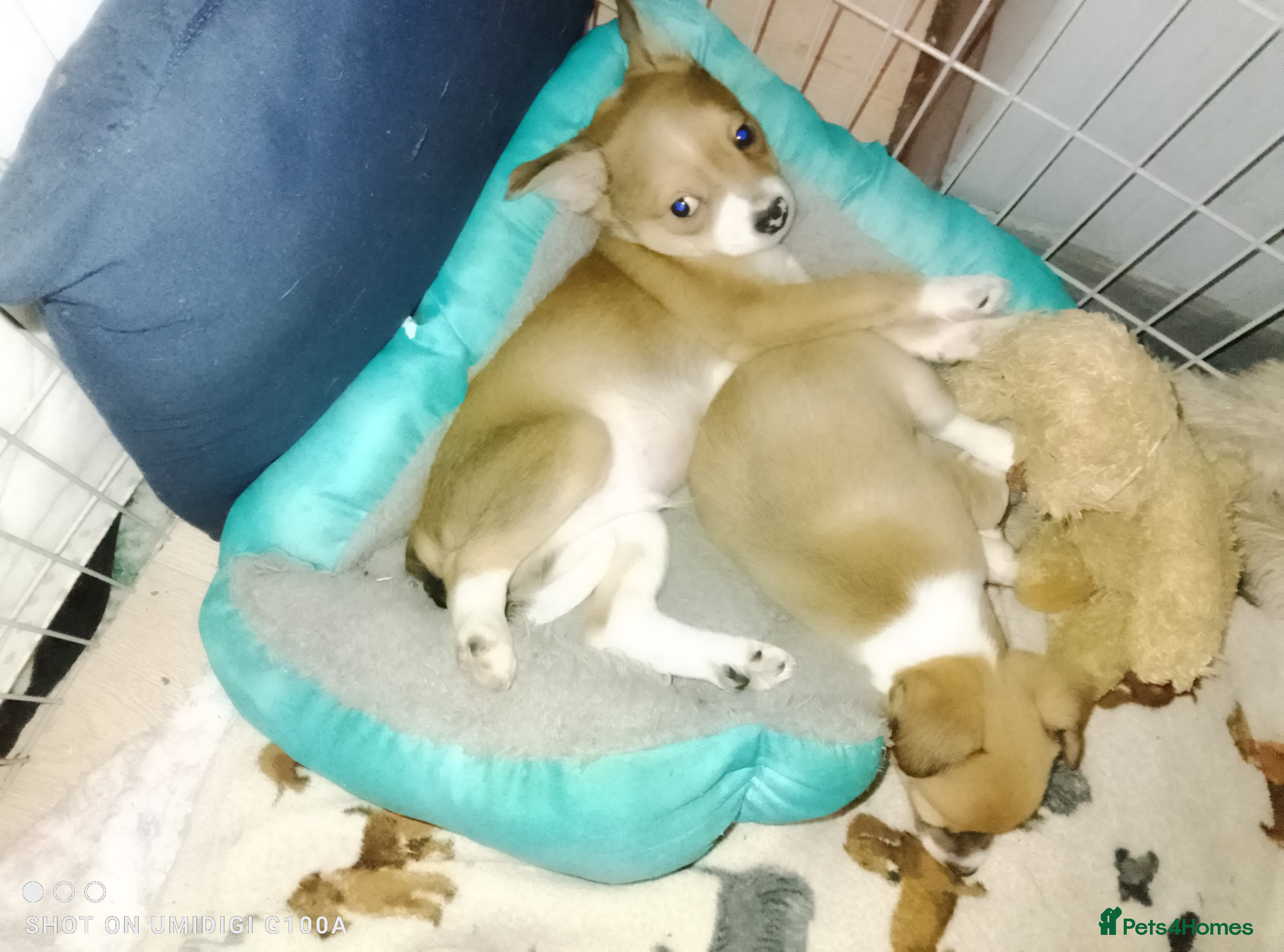 Chihuahua dogs Amazing pomchi babies LAST BOY LEFT  - Advert 12