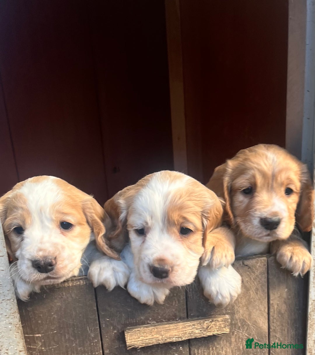 Cocker Spaniel dogs for sale: Kc cocker spaniel - Advert 2