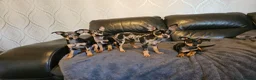 Miniature Pinscher dogs for sale: Miniature Pincher Female - Advert 7