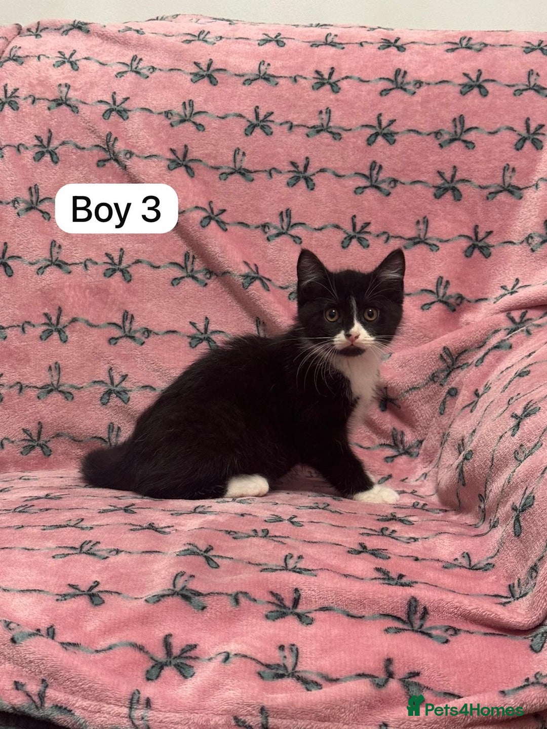 British Shorthair cats for sale: PURE BSH Girl kitten and BSH mix adorable boys - Advert 12