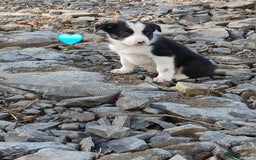Border Collie dogs for sale: 2 smart Blue merl and two black &white puppies - Image 7