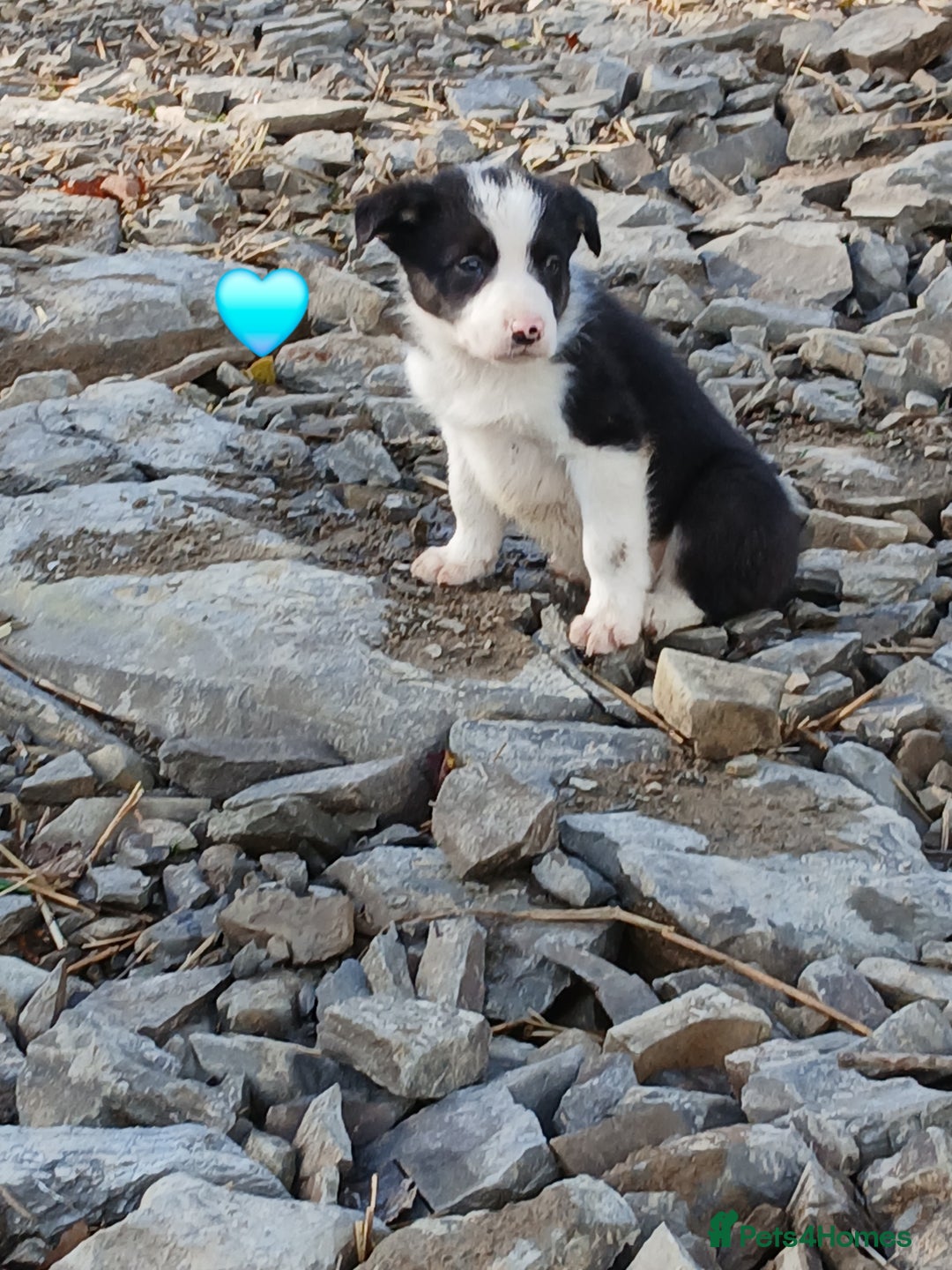 Border Collie dogs for sale: 2 smart Blue merl and two black &white puppies - Image 7