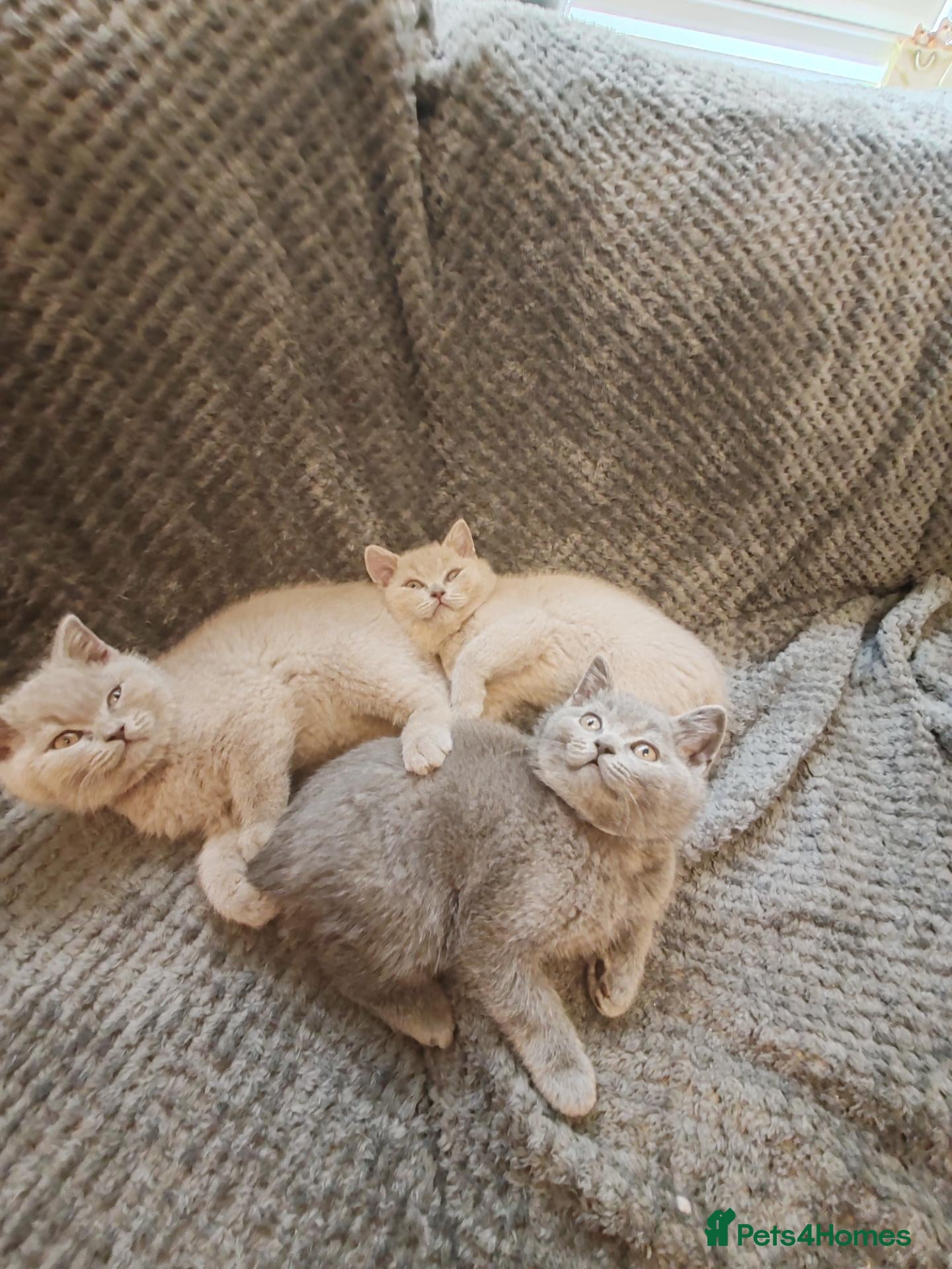 British Shorthair cats British shorthair kittens  - Advert 4