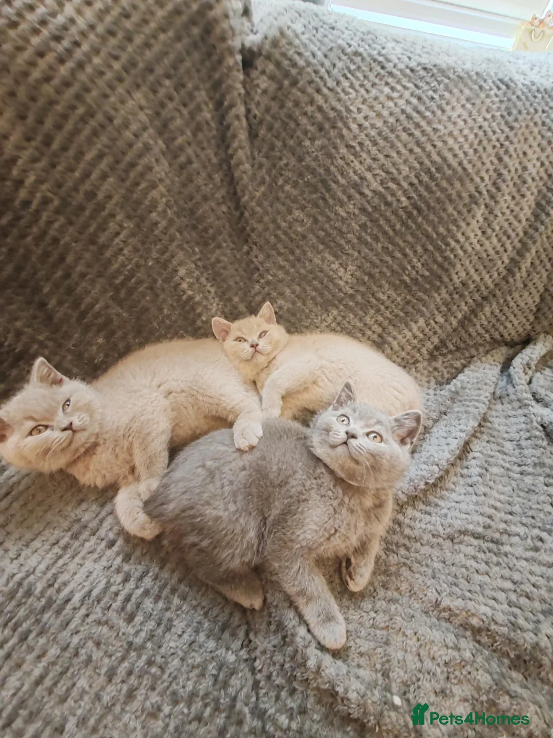 British Shorthair cats for sale: British shorthair kittens  - Advert 1