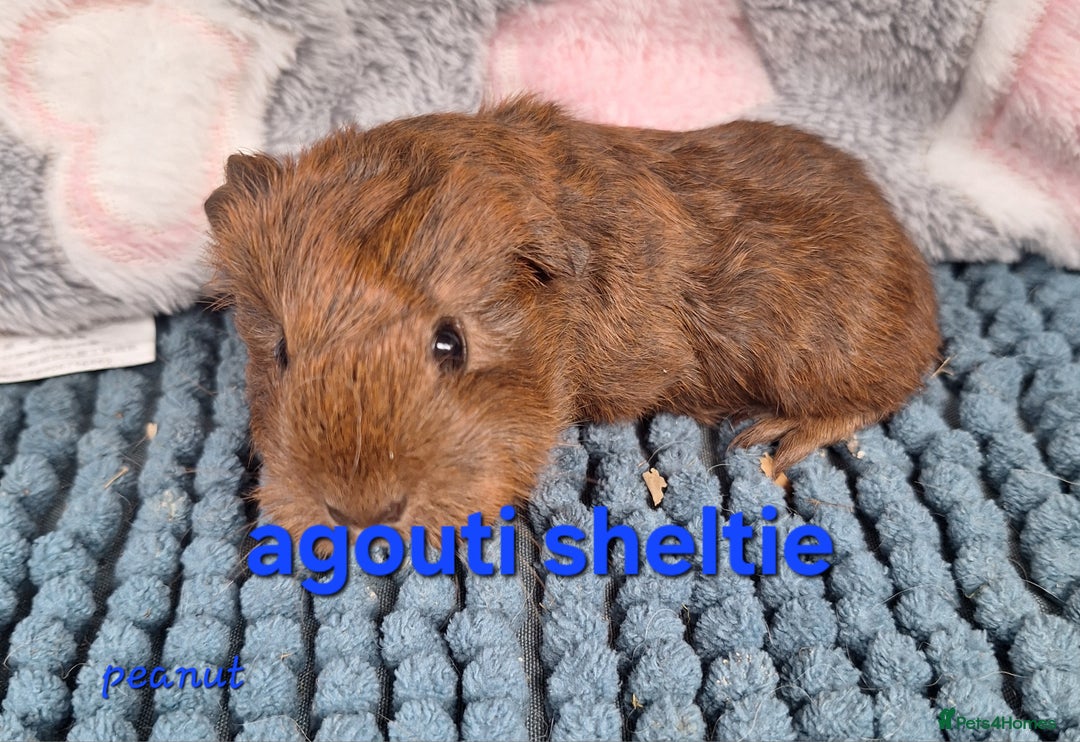 Guinea Pig rodents for sale: Baby sheltie and texel Guinea pig boys in Saltburn-by-the-Sea - Image 15