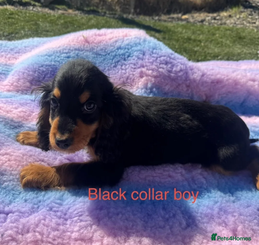 Cocker Spaniel dogs for sale: Show type Cocker spaniel puppies - Advert 2
