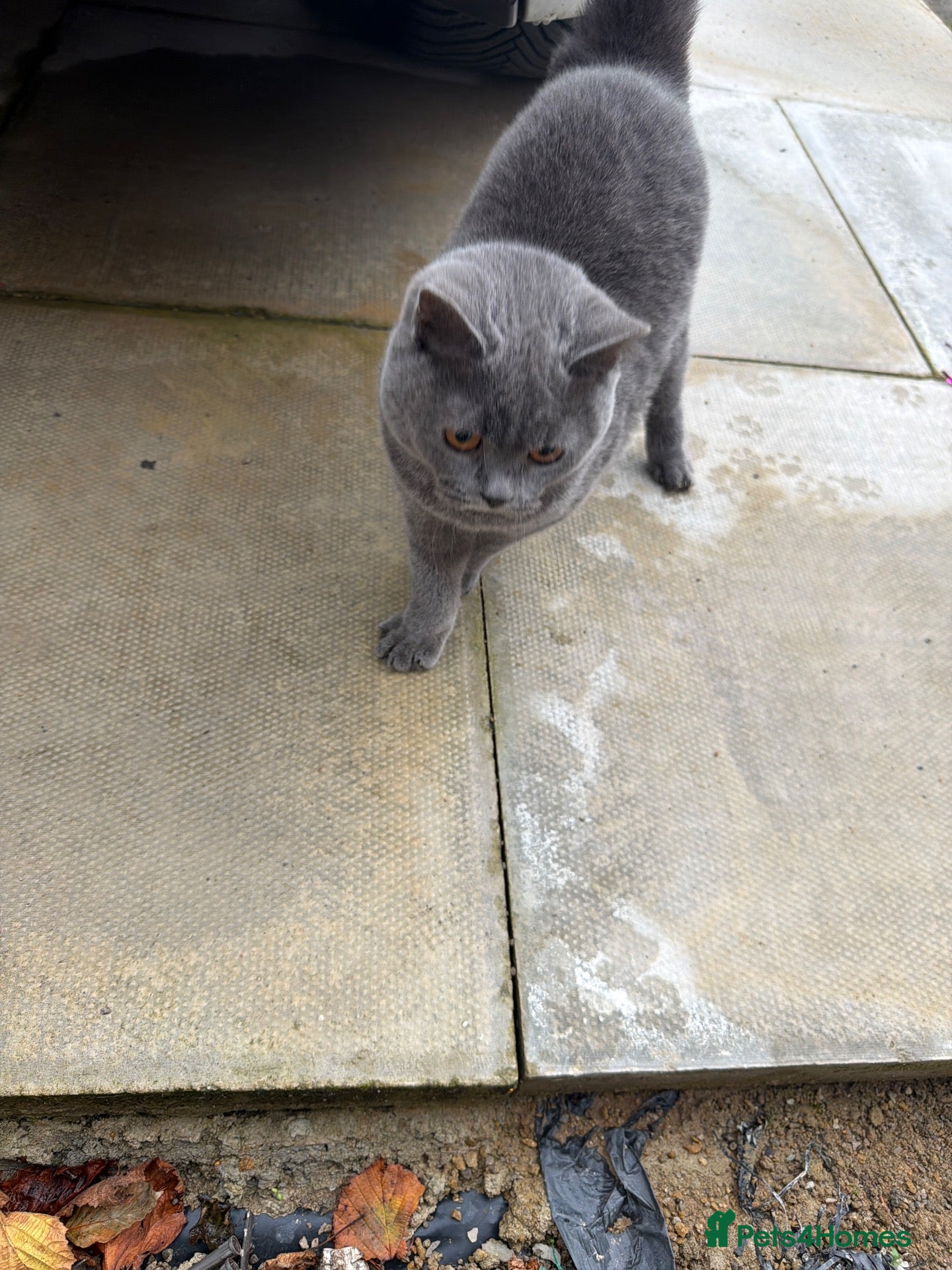 British Shorthair cats British short hair male  - Advert 2