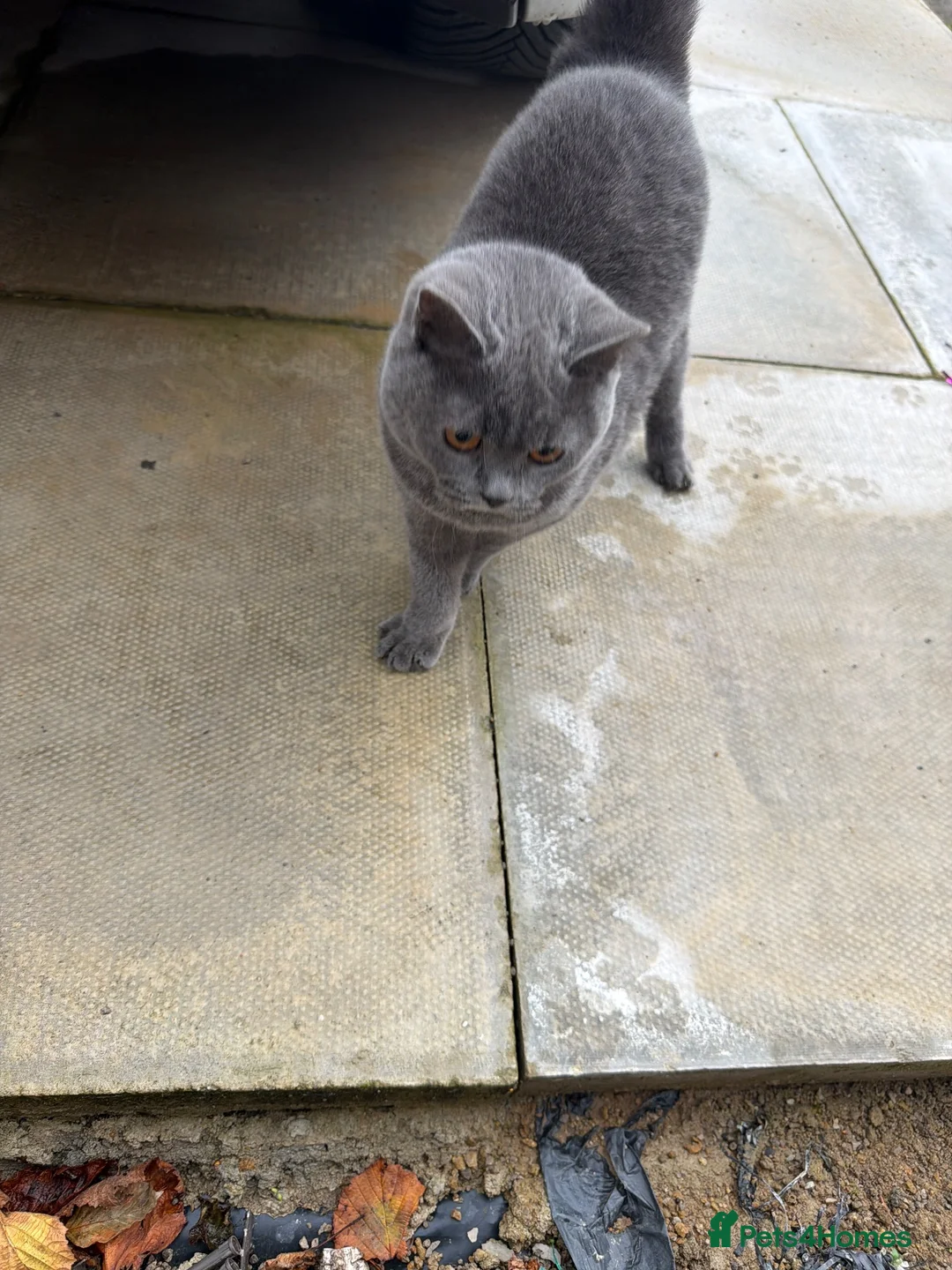 British Shorthair cats for sale: British short hair male  in Bolton - Advert 1