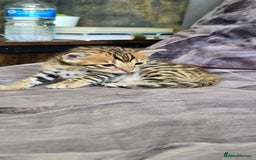 Bengal cats for sale: TICA Champion bengal kittens ready for reservation - Image 3