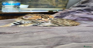 Bengal cats - Advert 10