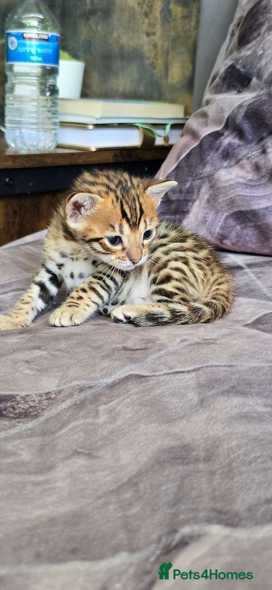 Bengal cats for sale: TICA Champion bengal kittens ready for reservation - Image 3