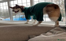 Siberian Husky dogs for sale: Siberian husky male (buck) - Image 9
