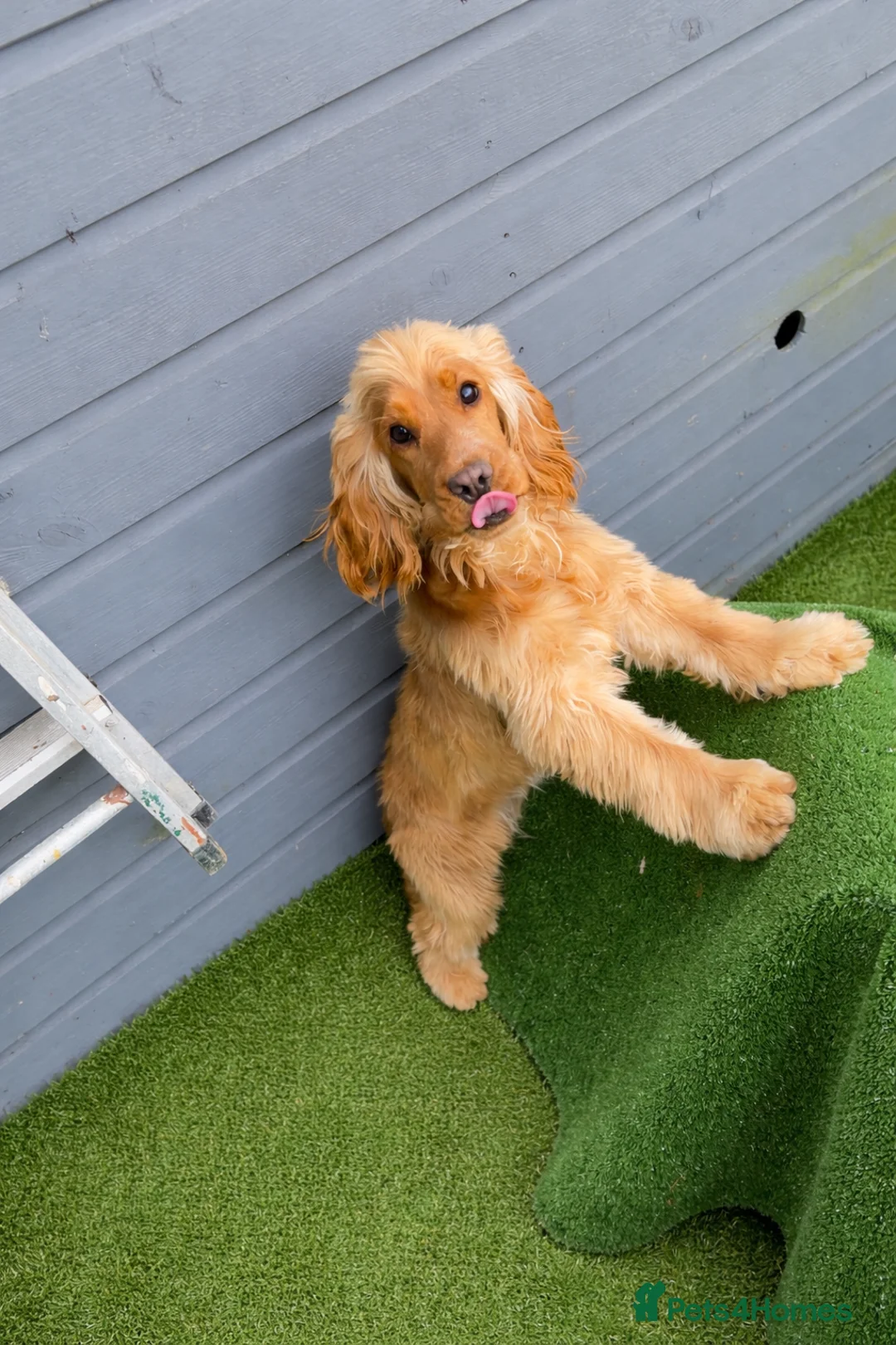 Cocker Spaniel dogs for sale: Beautiful Golden Show Cocker Spaniel 11 Months Old - Advert 1