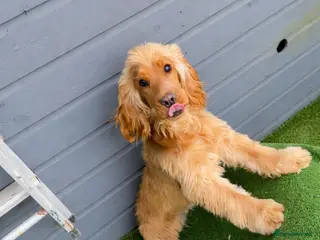 Cocker Spaniel dogs Beautiful Golden Show Cocker Spaniel 11 Months Old - Advert 3