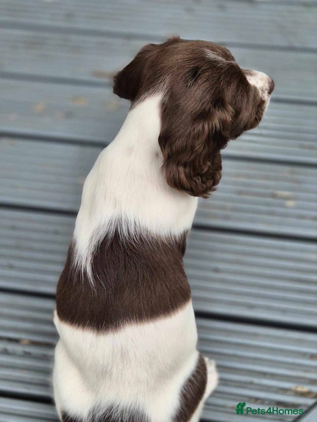 English Springer Spaniel dogs for sale: KC Reg. READY NOW. English Springer Spaniel 8 WKS - Image 33