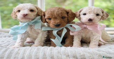 Cavapoo dogs - Advert 12