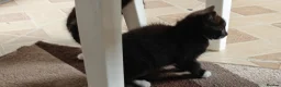 Mixed Breed cats for sale: Kitten for sale boy and girls  - Advert 3