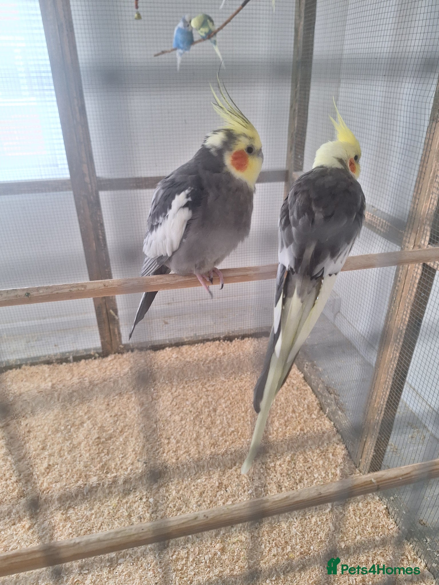 Cockatiels birds Pair of Cockatiels - Advert 1