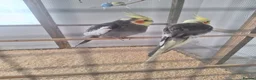 Cockatiels birds for sale: Pair of Cockatiels - Advert 1
