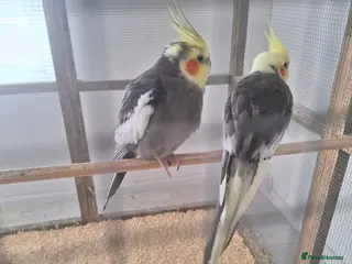 Cockatiels birds Pair of Cockatiels - Advert 1