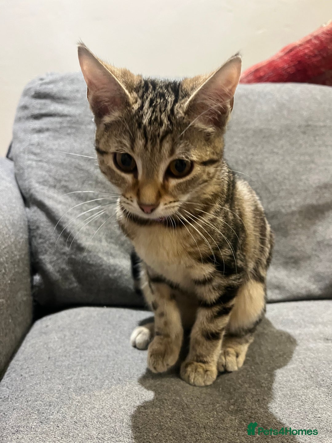 Mixed Breed cats for sale: Sibling Female Bengal x Ragdoll x 2 17 weeks old - Advert 8