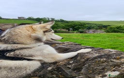 Siberian Husky dogs for sale: Siberian Huskies, female&male, male KC Registered - Image 8