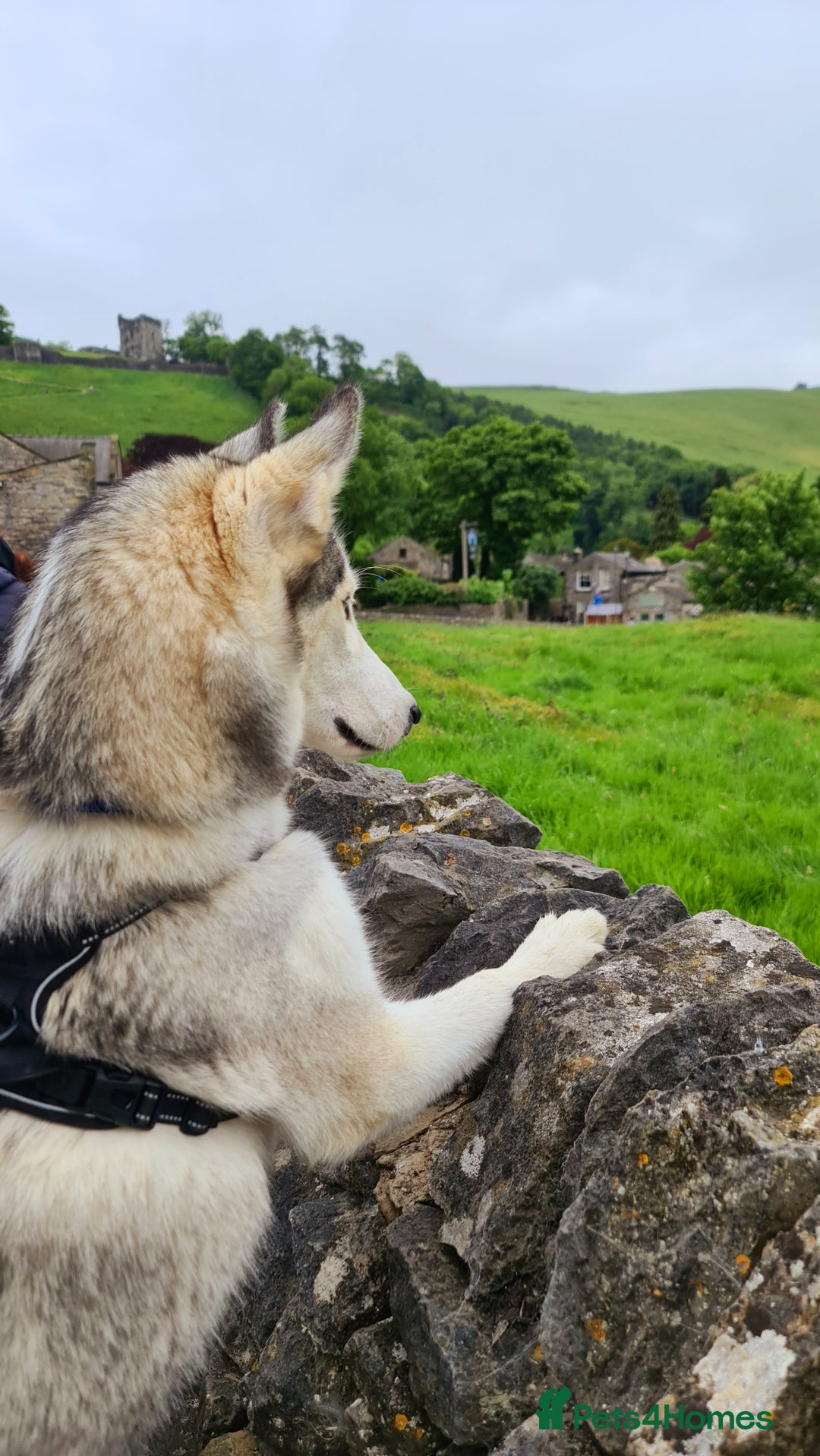 Siberian Husky dogs for sale: Siberian Huskies, female&male, male KC Registered - Image 8