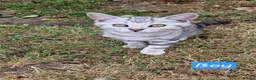 British Shorthair cats for sale: Lovely kittens - Advert 5