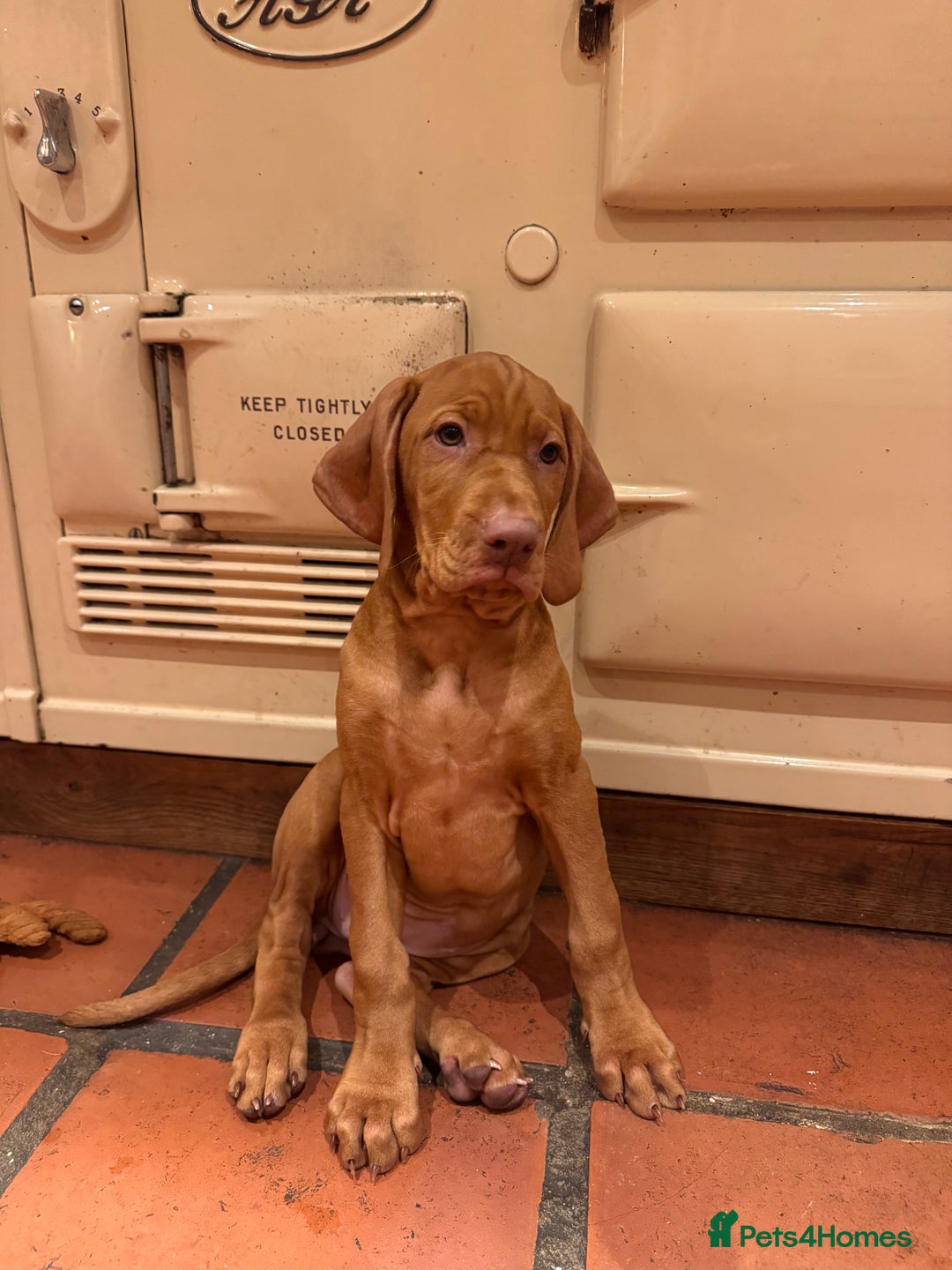 Hungarian Vizsla dogs for sale: Hungarian Vizsla  - Advert 7